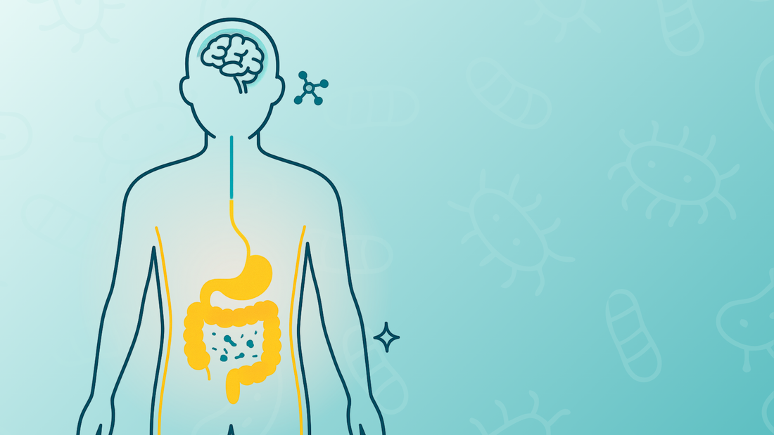 Illustration of the human gut and brain connection showing the gut–brain axis concept, representing how gut health influences whole-body wellbeing.