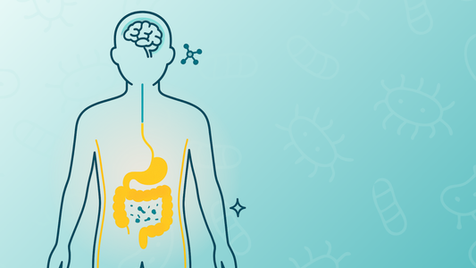 Illustration of the human gut and brain connection showing the gut–brain axis concept, representing how gut health influences whole-body wellbeing.