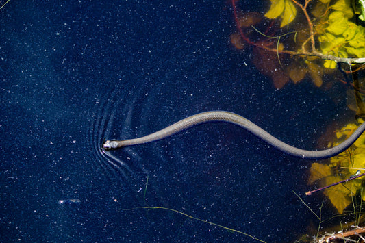 A snake moving calmly through water, symbolising transition and adaptation.