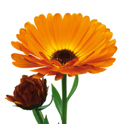 calendula flowers one open and one opening