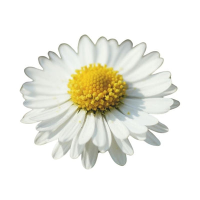 White chamomile flower with a yellow center on a white background