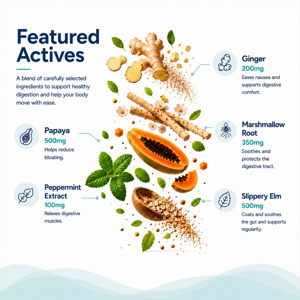 Health supplement infographic with ginger, papaya, peppermint extract, and marshmallow root on a white background.